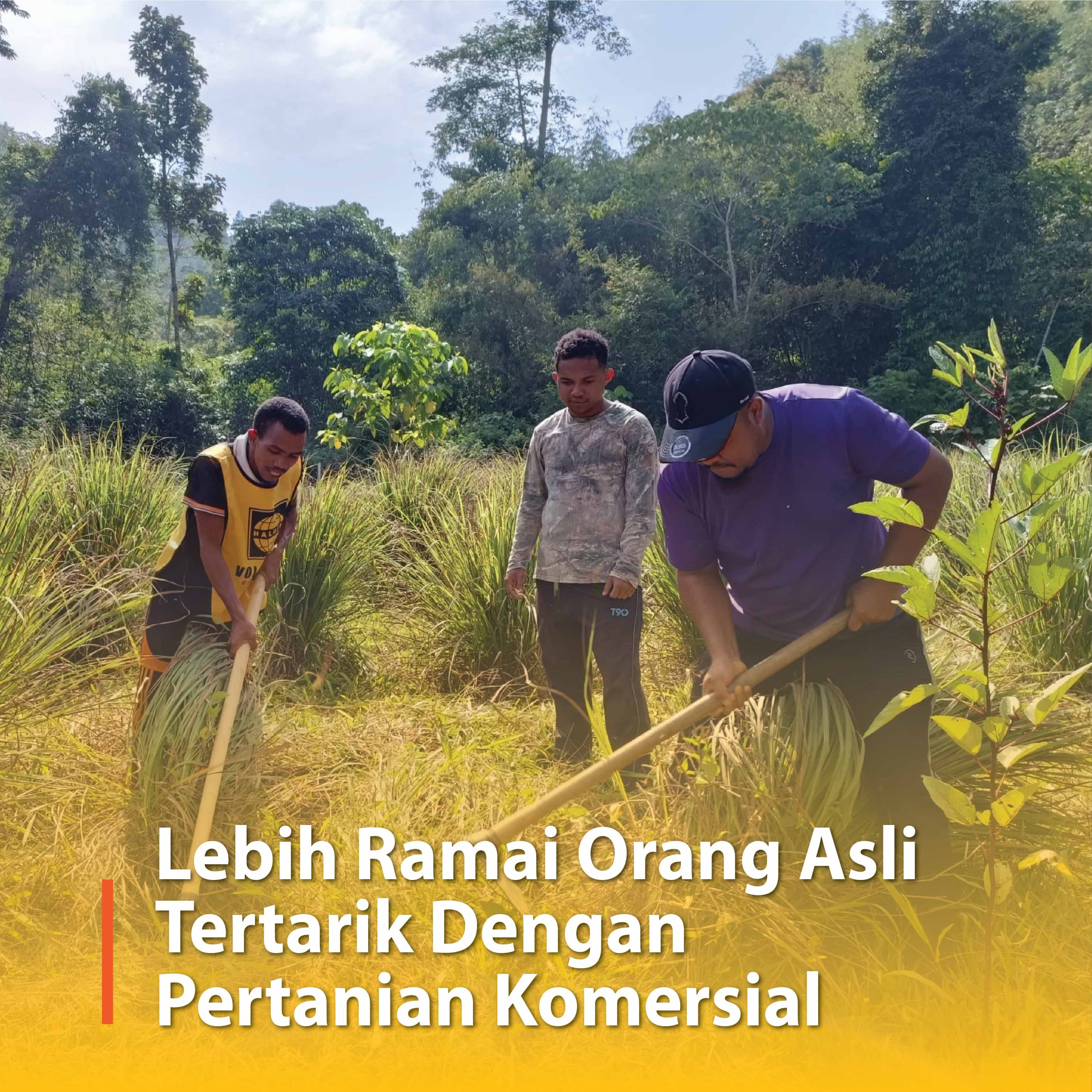 Lebih Ramai Orang Asli Tertarik Dengan Pertanian Komersial