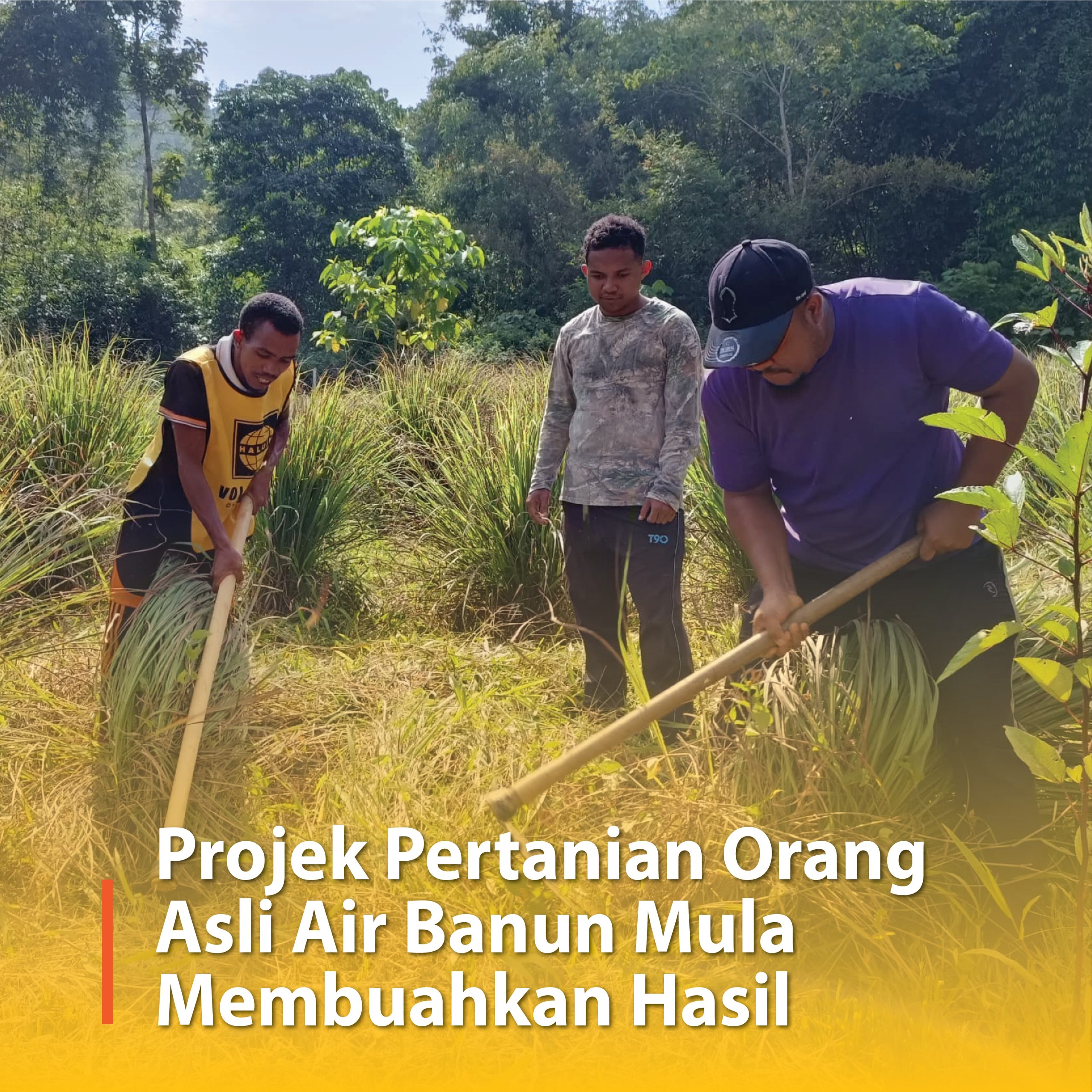 Projek Pertanian Orang Asli Air Banun Mula Membuahkan Hasil